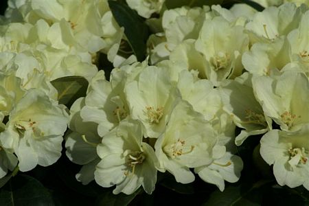 Rhodo Lemon Dream